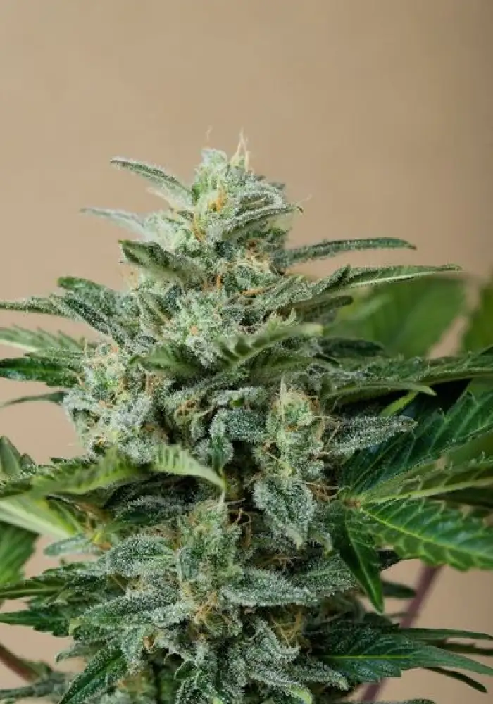 Roadrunner Autoflowering