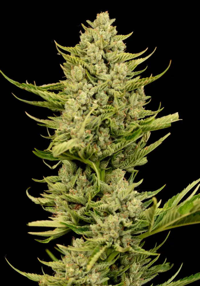 Gorilla Gas F1 Fast