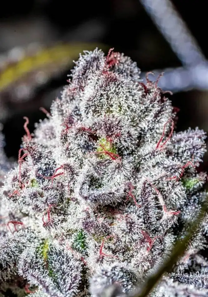 Iced Out Skunk s1