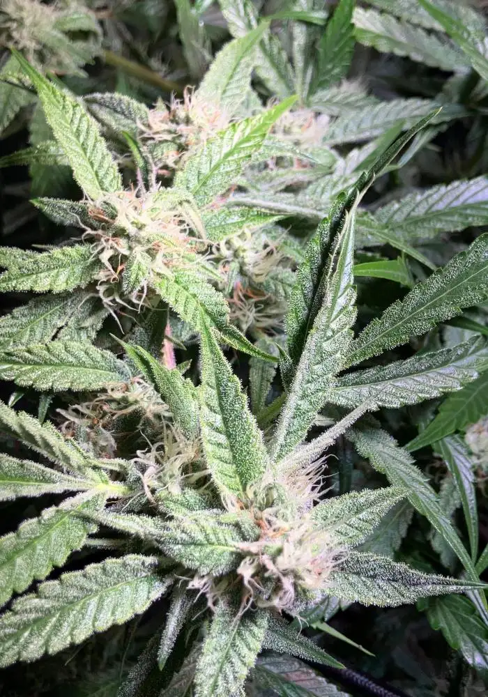 decorative grow lights for indoor plants USB Grow Light | Decorative Grow Lights for Indoor Plants | Dimmable Grow Light Bulb