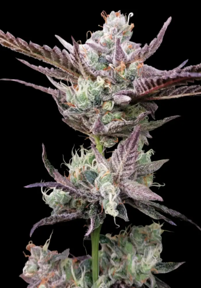 Ice Dream Cake Feminised