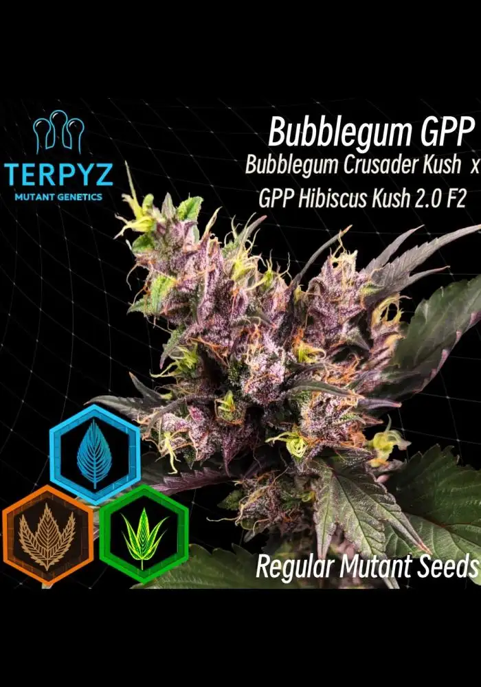 Bubblegum GPP©