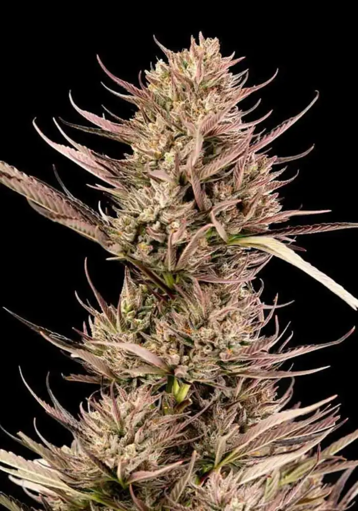 Garlic Muffin F1 Auto 