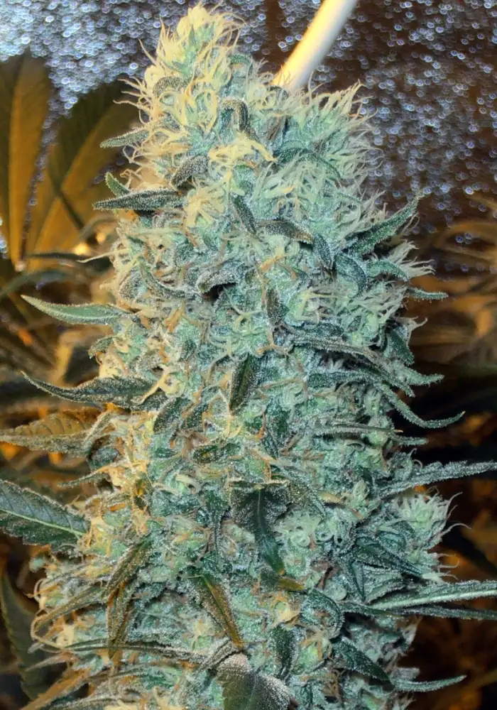 Power Plant