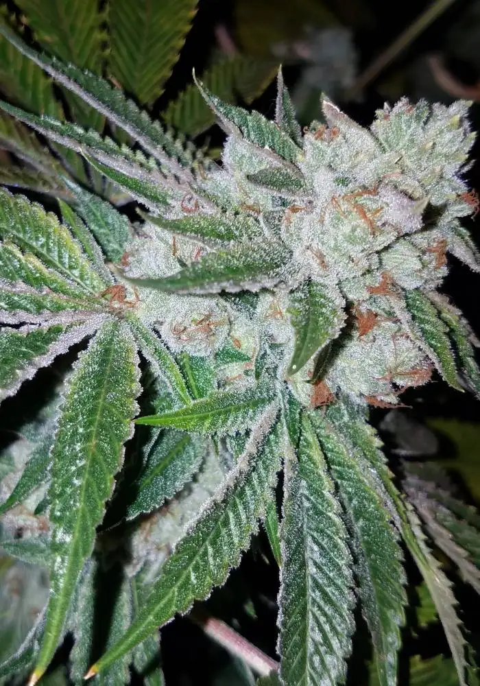 Triangle Kush S1