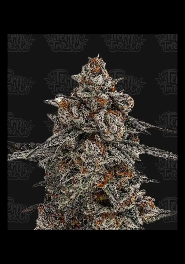 Oreoz x Orange Punch