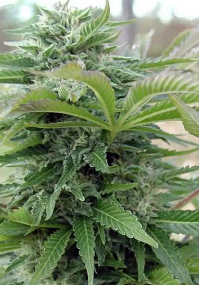 Afghani Gold