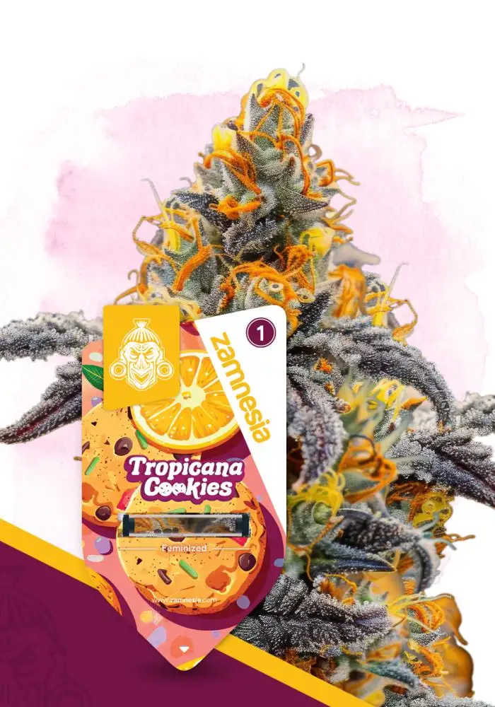 Tropicana Cookies