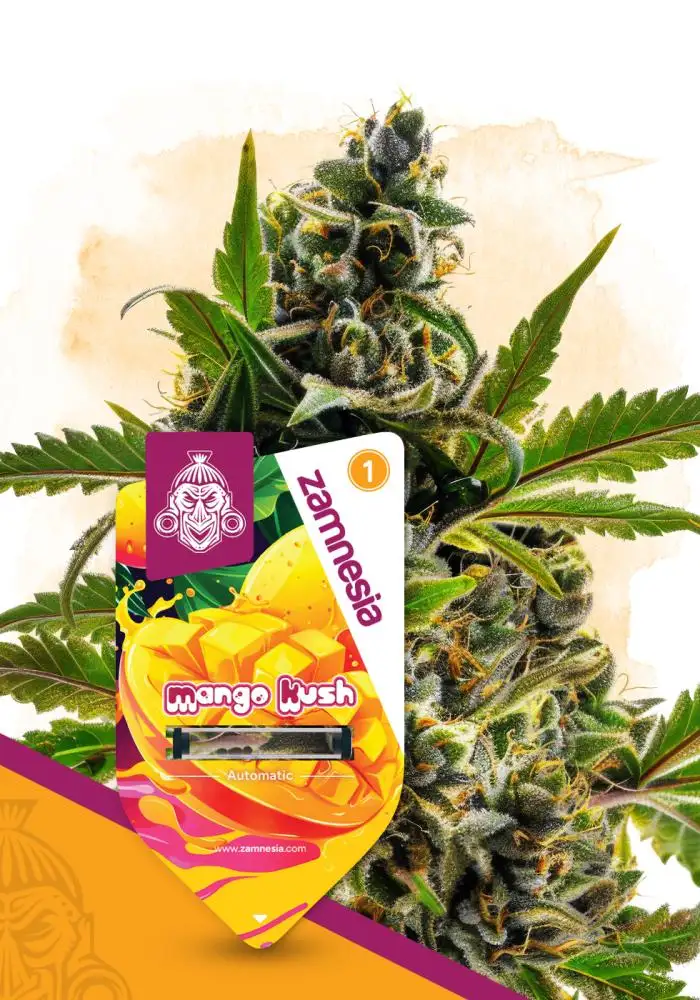 Mango Kush Automatic