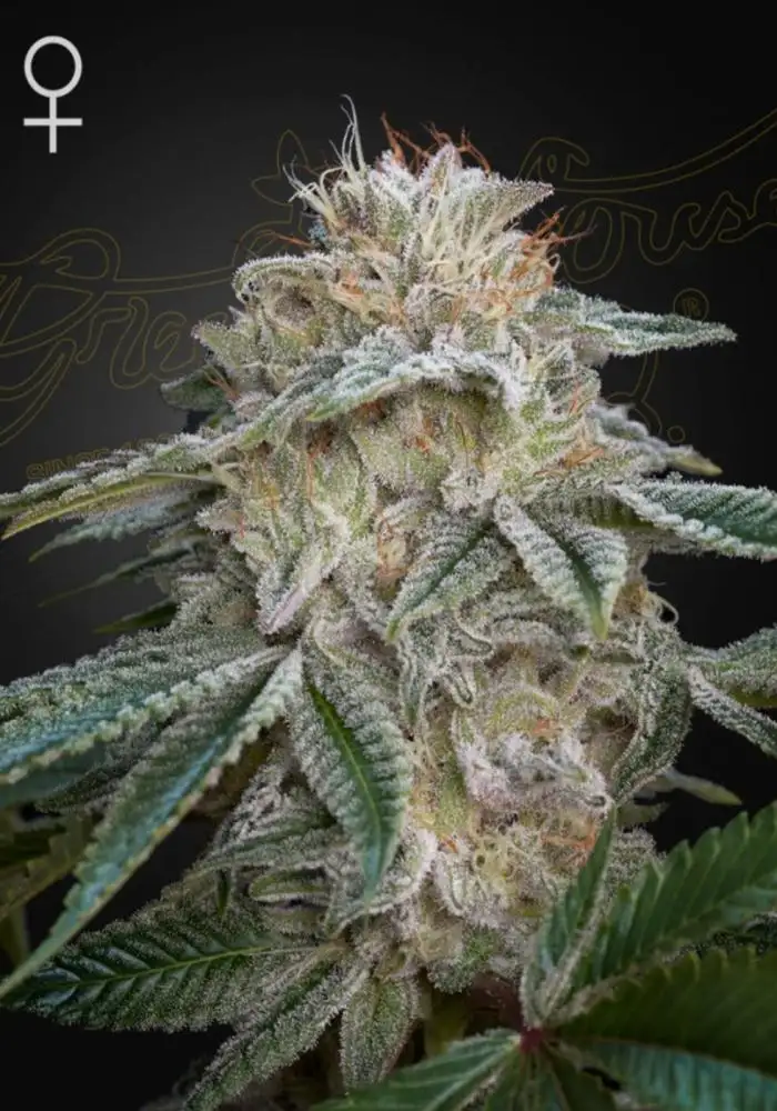 Super Lemon Haze X GMO
