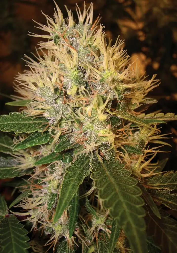 Martian Mean Green