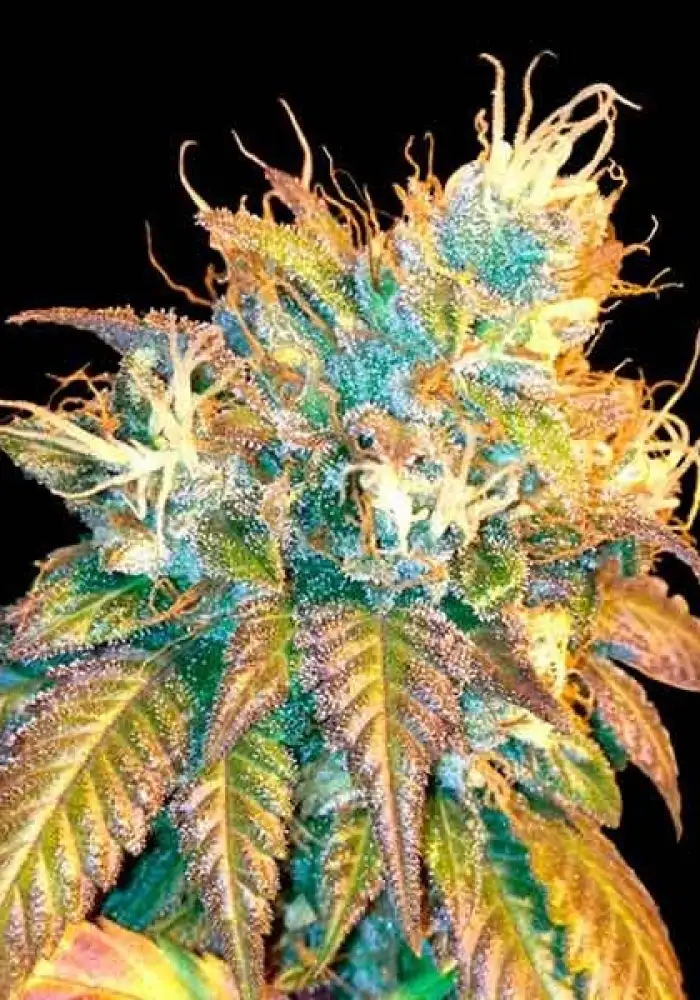 Sour Secret