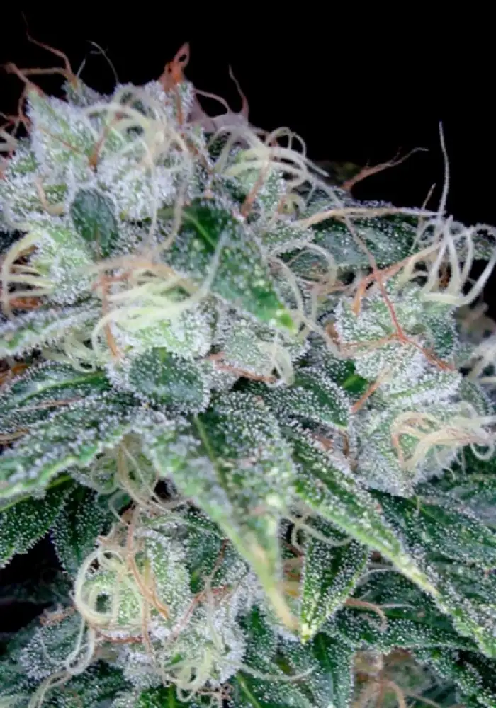 Sour Diesel