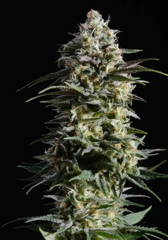 Pure Skunk Go Fast
