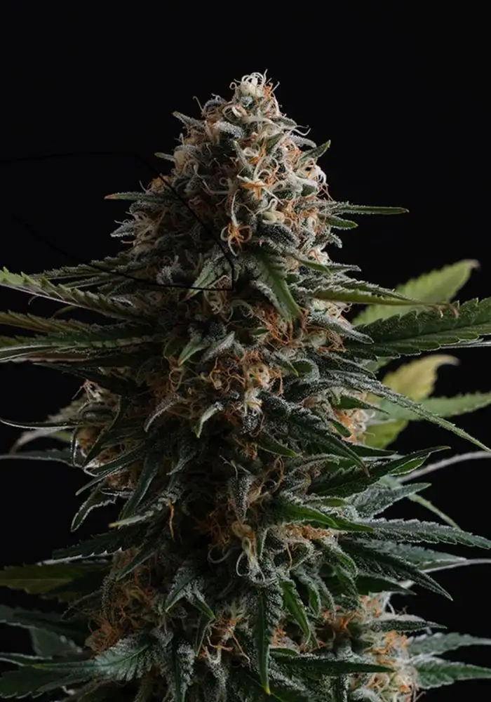 Candy Cream Go Fast