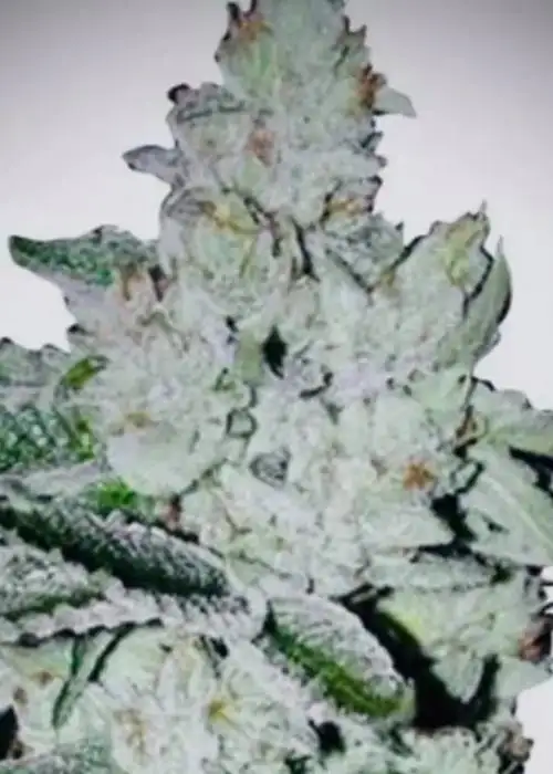 Girl Scout Cookies Auto
