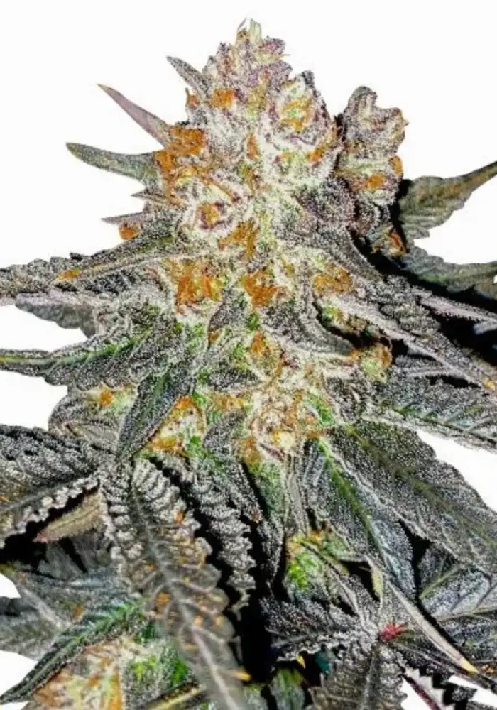 Lemon Cherry Gelato