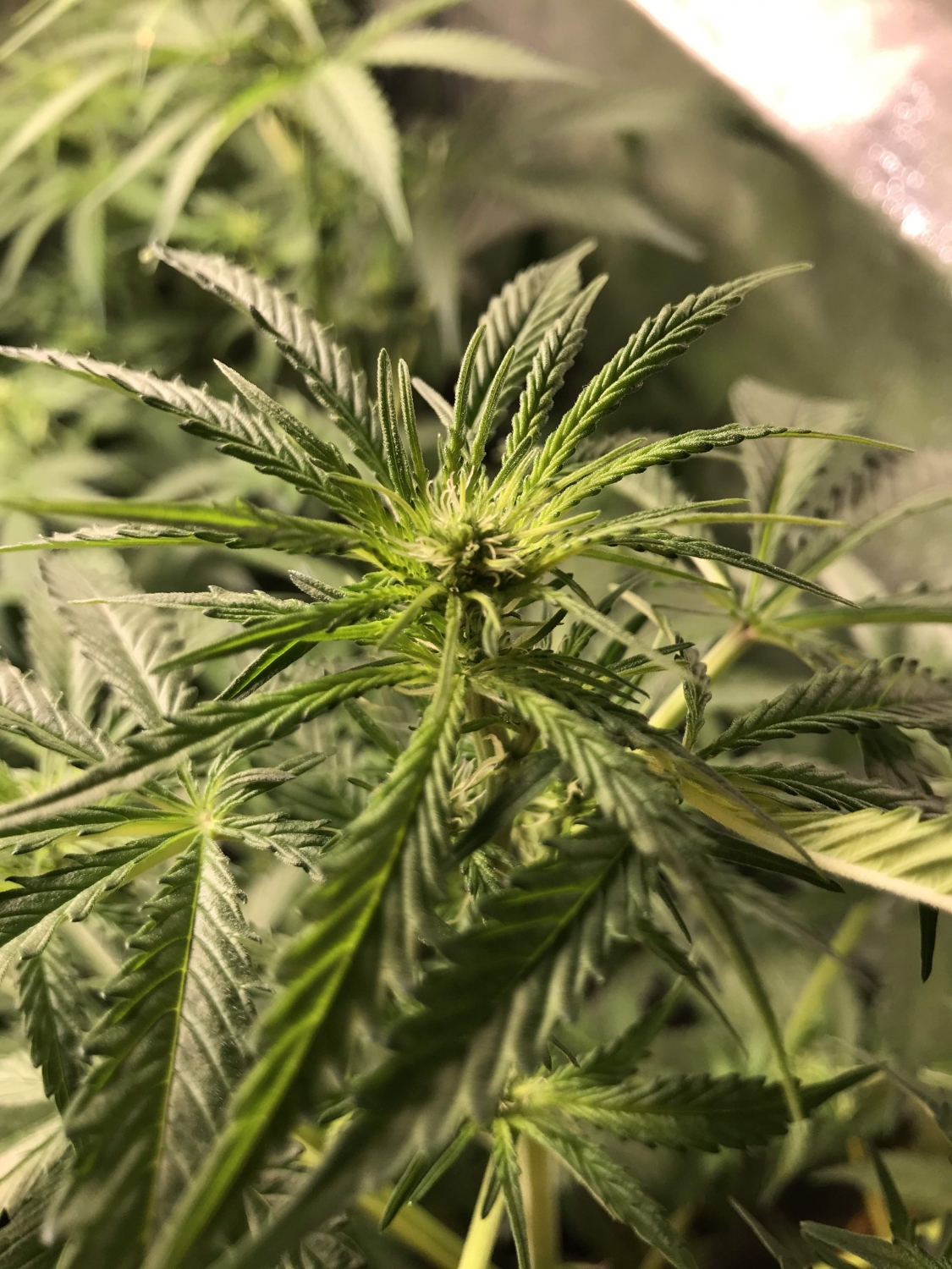 Melon Gum Strain Info / Melon Gum Weed By Dr. Underground GrowDiaries