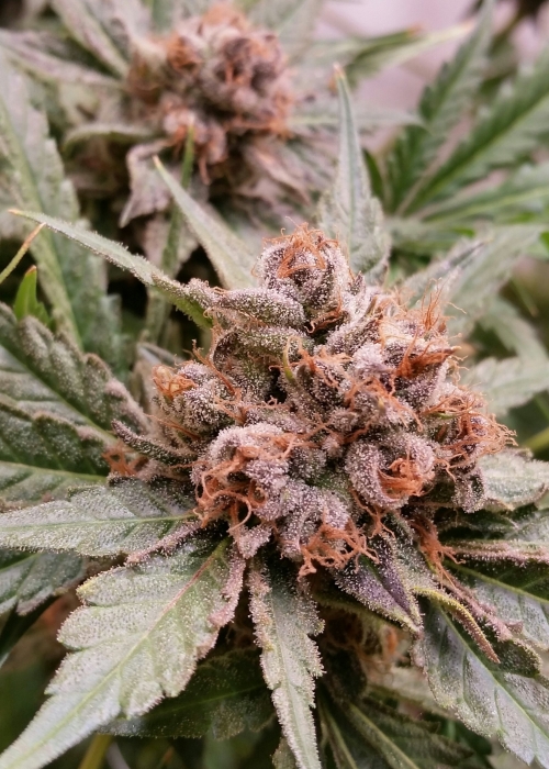 Blue Cheese Strain Info / Blue Cheese Weed By Big Buddha Seeds