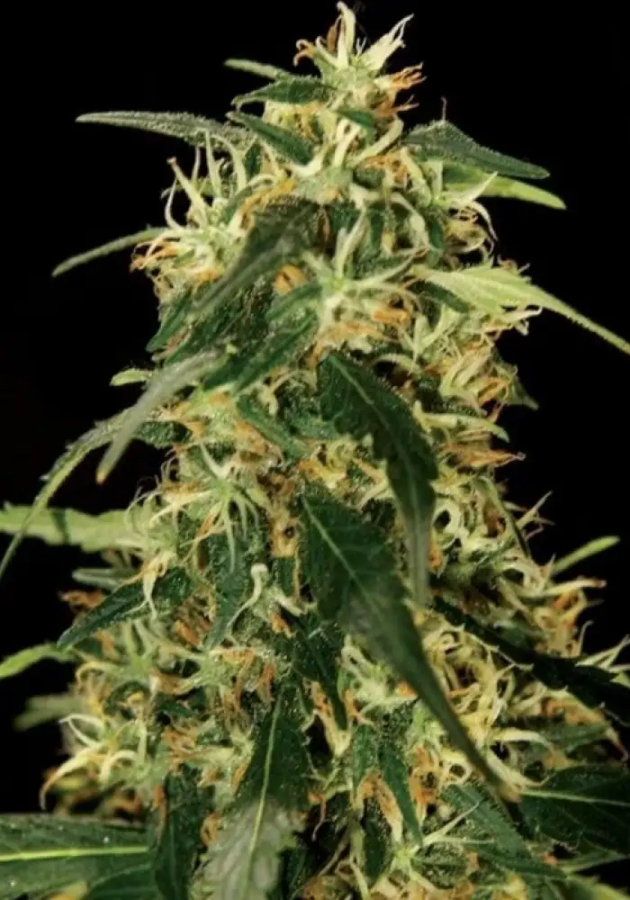 Silverstar Haze