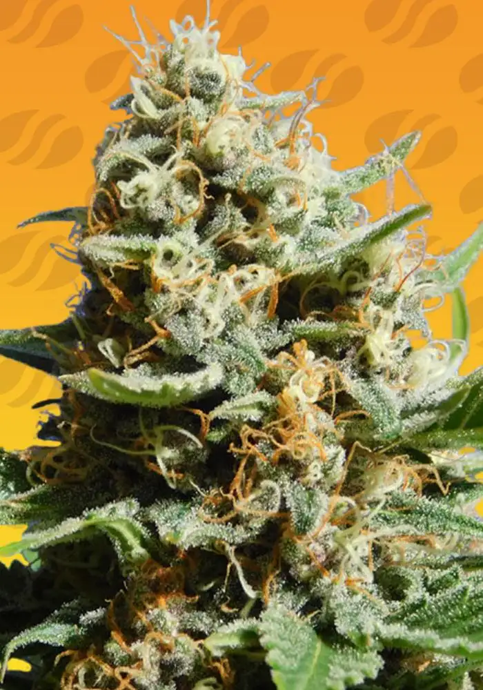 Kush Mintz Fast