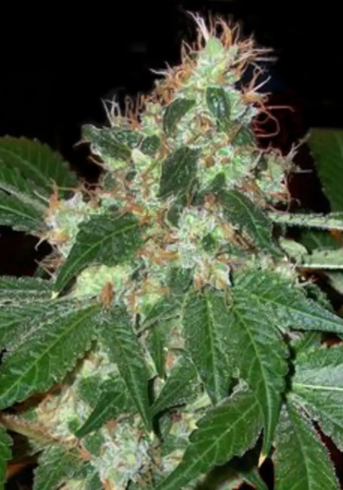 Chem Valley Kush