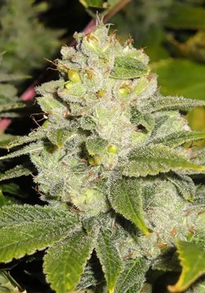 Deadhead OG
