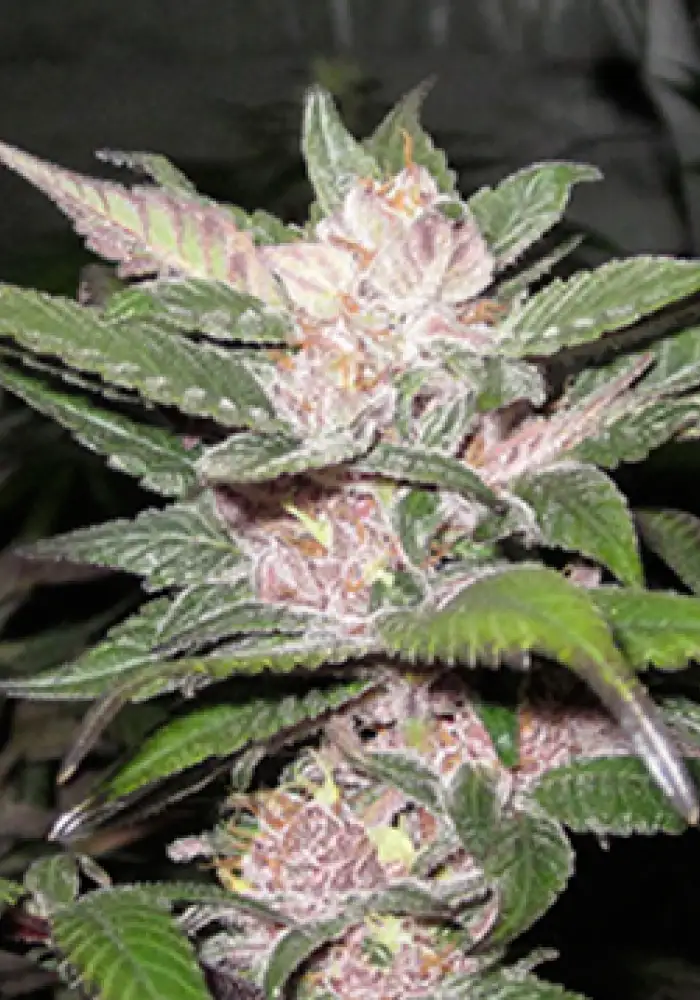 Purple Chem