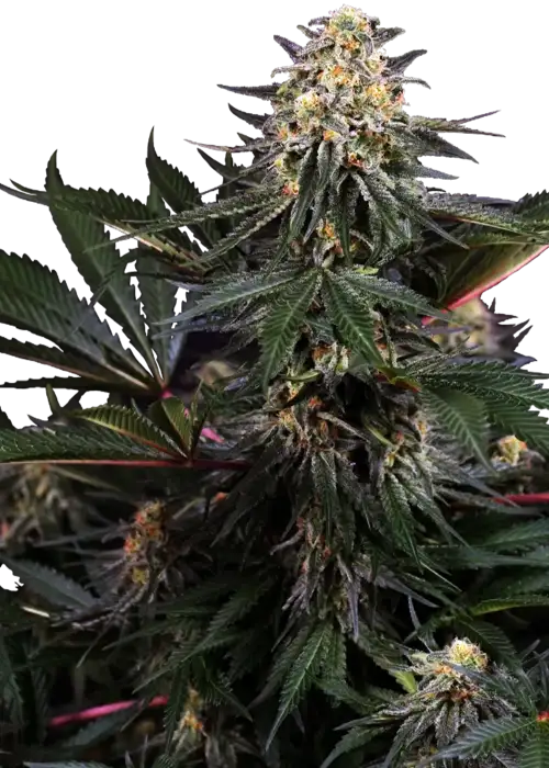 Lockdown Kush Fem