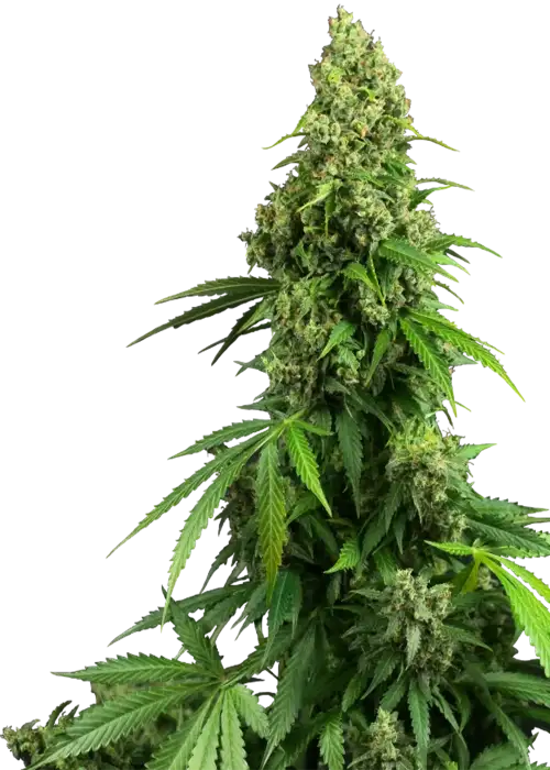 Honey Melon Kush Auto