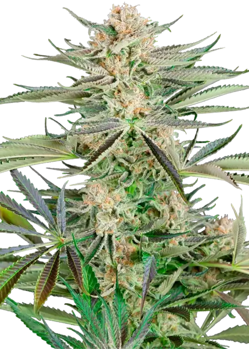Screwdriver OG Fem