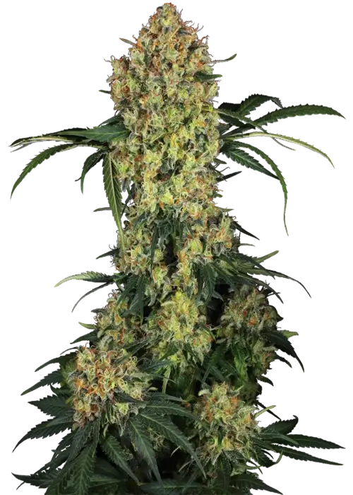 Aloha OG Fem