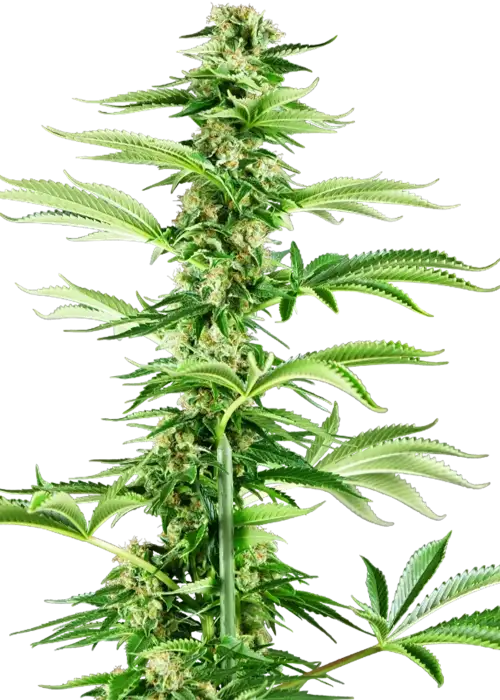 Honey Melon Haze Fem