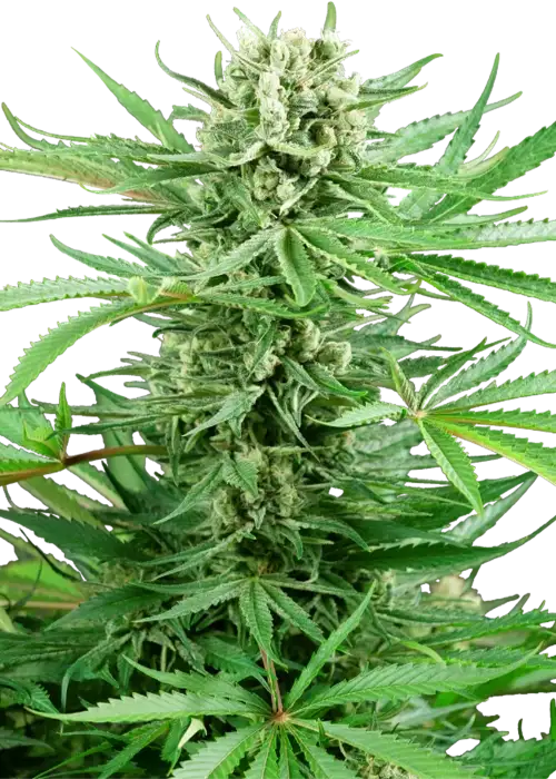 Papi Chulo OG Fem