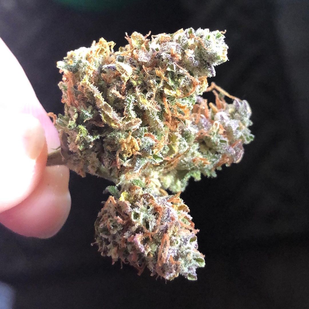 Lemon Juice Express Auto Strain Info / Lemon Juice Express Auto Weed By Humboldt Seed