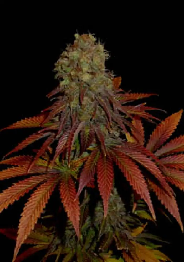 Rock Bud