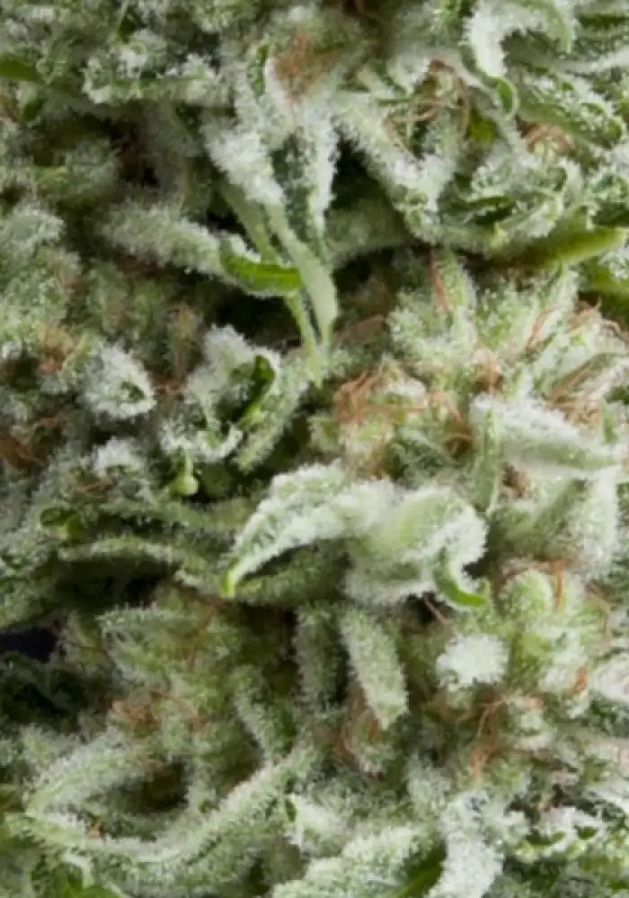 Auto Amnesia Gold