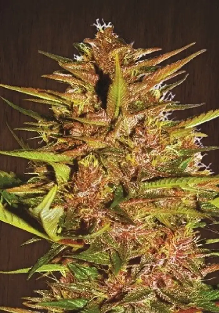 Pakistan Chitral Kush