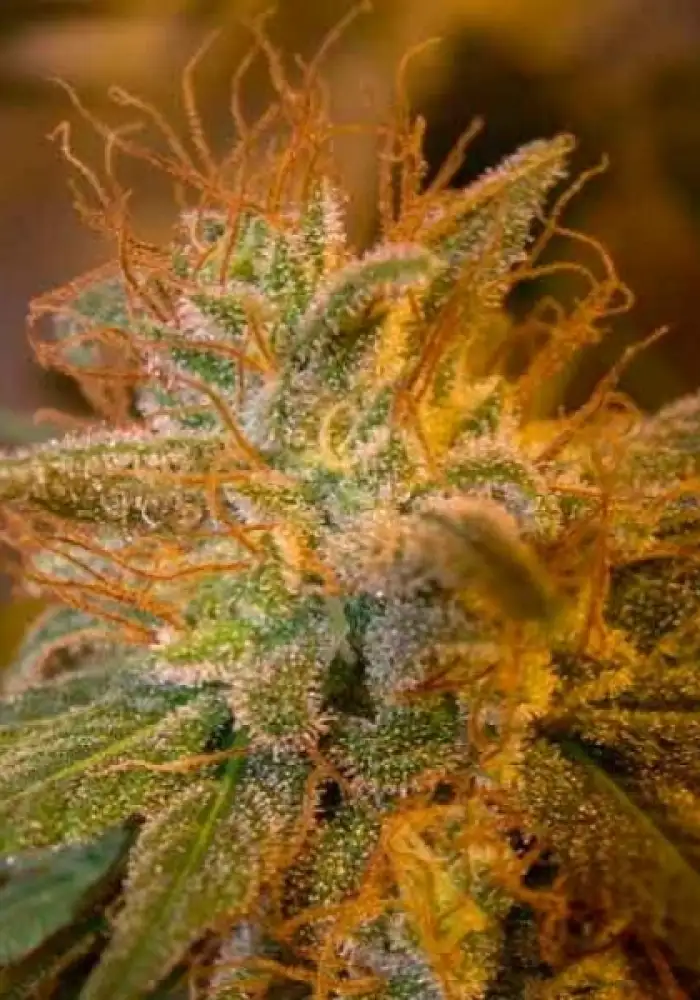 Kushberry