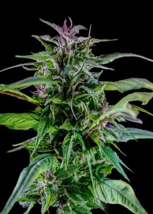Blueberry Lime Kush AD