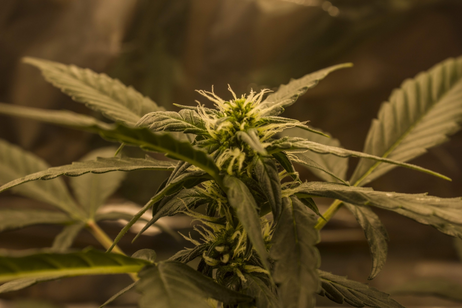 quick-one-strain-info-quick-one-weed-by-royal-queen-seeds-growdiaries