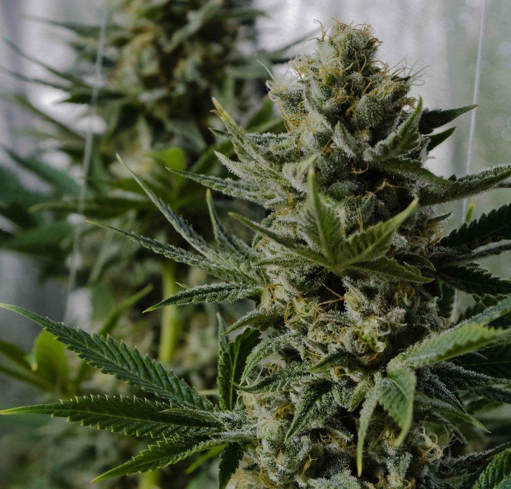 White Widow Strain Info / White Widow Weed By Dutch Passion GrowDiaries