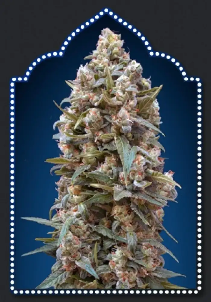 00 KUSH