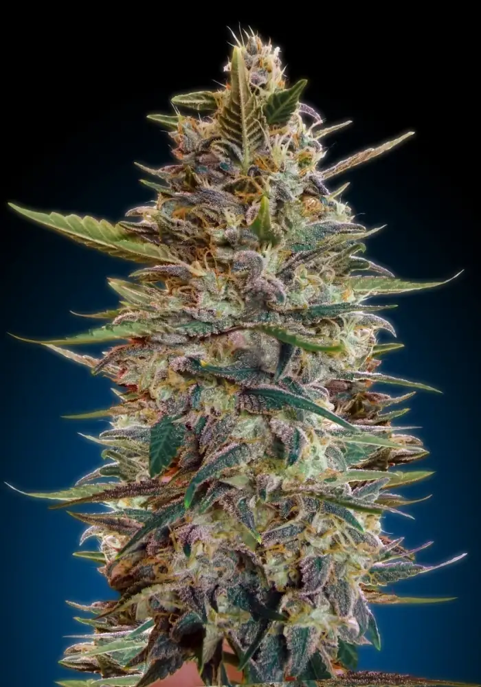 Auto Blue Diesel
