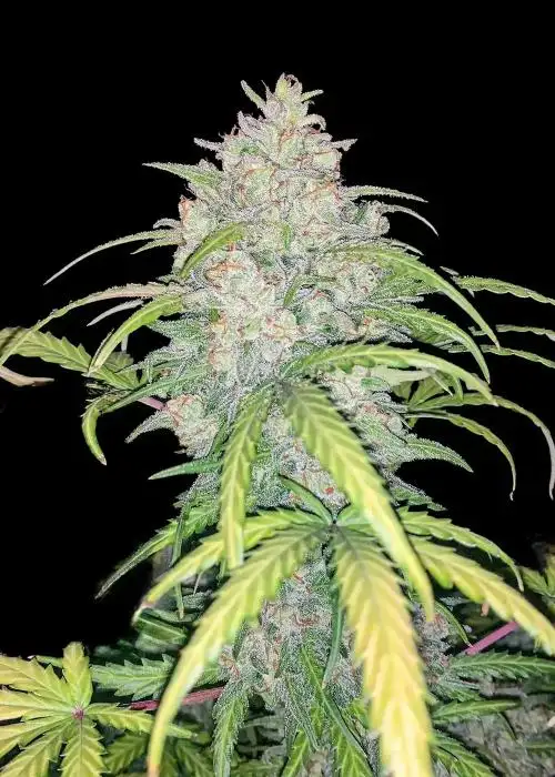 Critical 3.0 Auto