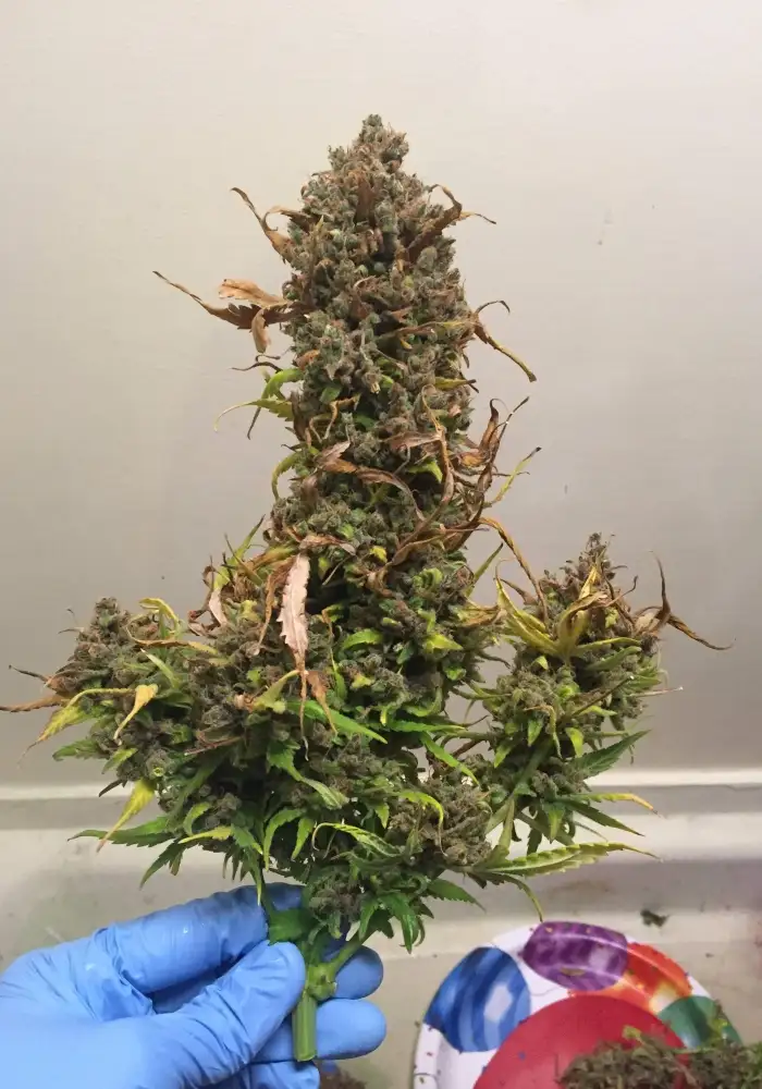 Northern Light Special