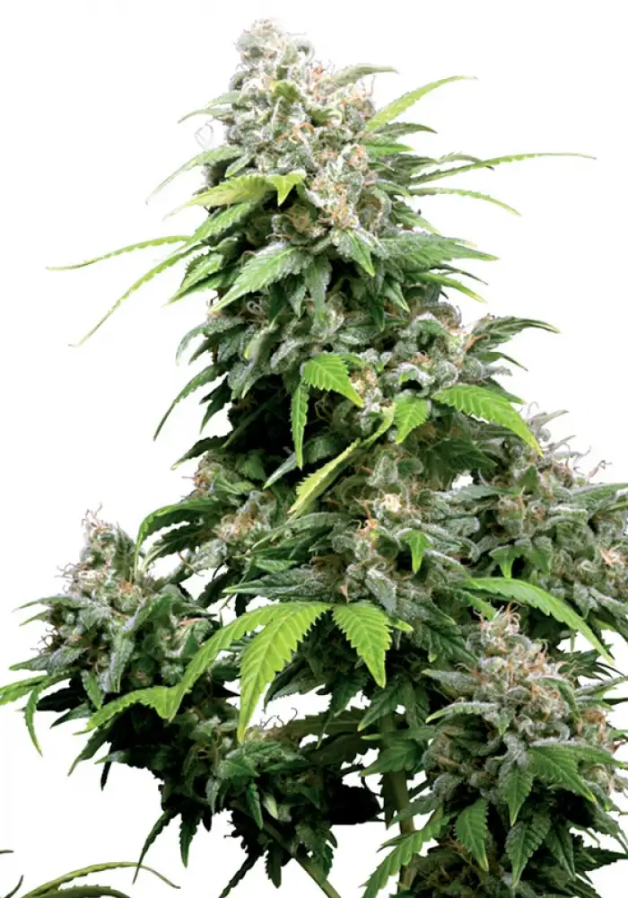 California Indica