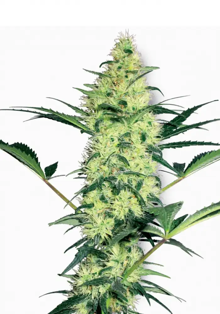 White Diesel