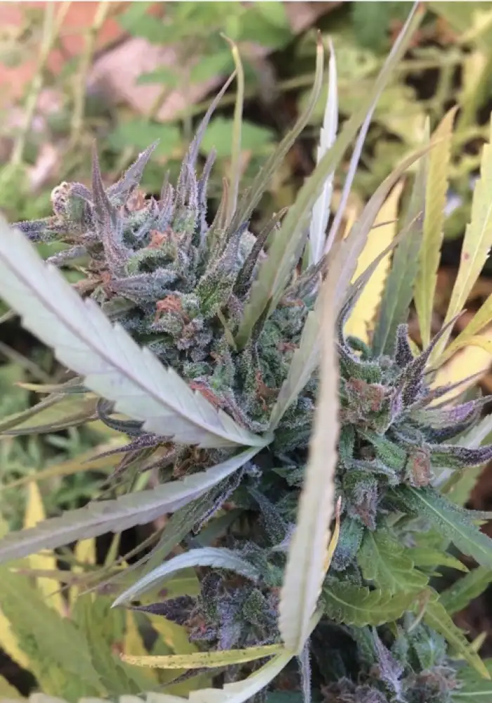 Nevilles Haze Regular
