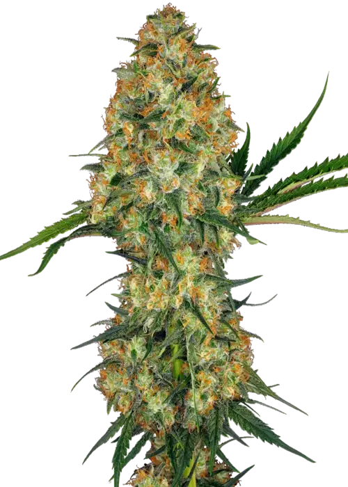 Hindu Kush Reg